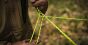 Linka PARACORD 550 (100 ft) - HELIKON-TEX - 6